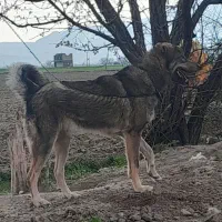 سگ پژدر
