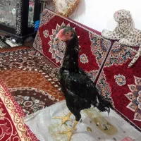 لاری اوشامو|حیوانات مزرعه|باسمنج, |دیوار