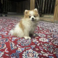 سگ هاسکی پاکوتاه