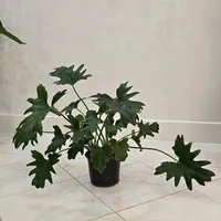 گل برگ انجیری|گل و گیاه طبیعی|اصفهان, باغ دریاچه|دیوار