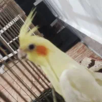 عروس هلندی ماده