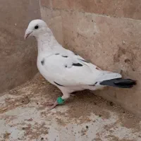 کفتر|پرنده|مشهد, امیریه|دیوار