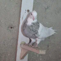 طوقی|پرنده|پاکدشت, پاکدشت (مامازند)|دیوار