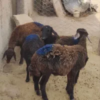 گوسفند افشاروقزل افشار