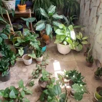 فروش انواع گل و گیاه