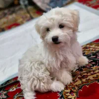 توله سگ|سگ|شهر بابک, |دیوار