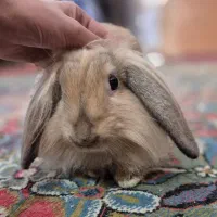 خرگوش لوپ اصیل