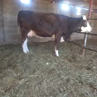 گاوشکم اول فروشی|حیوانات مزرعه|جغتای, |دیوار