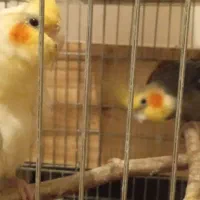 یک جفت عروس هلندی با یک عدد جوجه 3ملیون|پرنده|خورموج, |دیوار