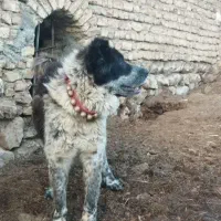 فروشی|سگ|خمین, |دیوار