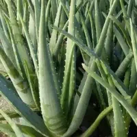 برگ طبیعی الوئه ورا (مصارف گوناگون درتوضیحات آگهی)