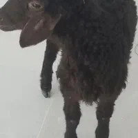 بره ماده علف خور