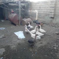 ۷عدد قوقاز|حیوانات مزرعه|میاندوآب, |دیوار