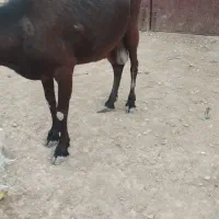 بز مورسیا اصل اسپانیایی