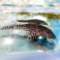 ماهی آروانا کالرویدو آنجل هکلی بلک گوست ردلاین کت|ماهی|قرچک, زیبا شهر|دیوار