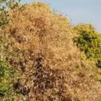 قطع را یگان نخل مزاحم و مرکبات در  رودان|خدمات باغبانی و درختکاری|میناب, |دیوار