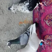 المانی