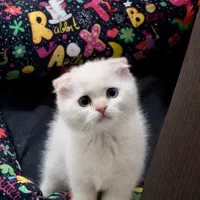 اسکاتیش / پرشین لانگ هیر