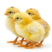 50قطعه جوجه گوشتی اصلاح شده