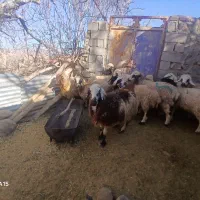 ۱۲عدد‌کاور‌شیرازی.رابر