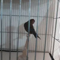 قناری نروماده سرخ|پرنده|تهران, جیحون|دیوار