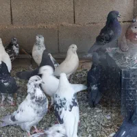 کبوتر کفتر|پرنده|پاکدشت, پاکدشت (مامازند)|دیوار