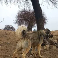 واگذاری سگ سرابی