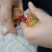 طوطی برزیلی