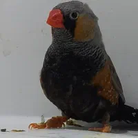 فنچ ایمو شارکول نر