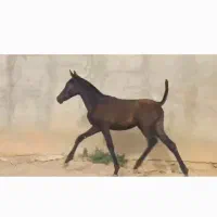 کره اسب