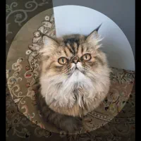 گربه پرشین  چینچیلا سوپر فلت ماده