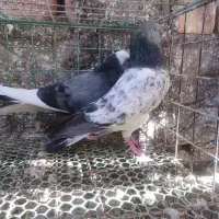 یک جفت شب مونده جوانه