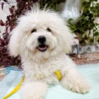 شیتزو ۹ ماهه|سگ|شیراز, کوشک میدان|دیوار