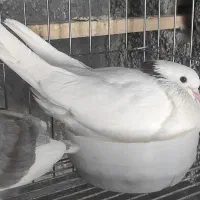 حیون پرشی تیپ دار