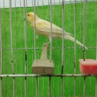 قناری نر بخون