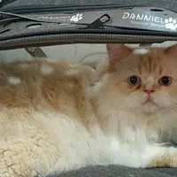 گربه خانگی|گربه|برازجان, |دیوار