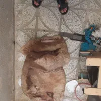 لباس اسب درحد نو