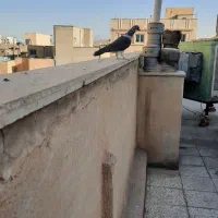 ۲ تا کبوتر فروشی