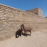کاوور توقولی زاییده میش جوان بره دار گوسفند