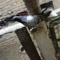 کبوتر|پرنده|معصومیه, |دیوار