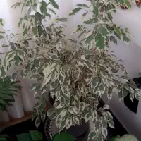 فروش ۵ گلدان گل|گل و گیاه طبیعی|بوکان, |دیوار