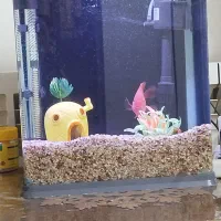 آکواریوم اکوا