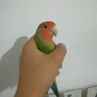 یک عدد طوطی کوتوله