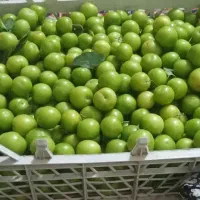 گوجه سبز تازه