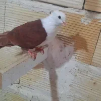 چپ.سرخ.سر سفید.|پرنده|قزوین, |دیوار