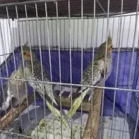 جوجه عروس هلندی ۲ماهه
