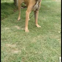 واگذاری سگ سرابی