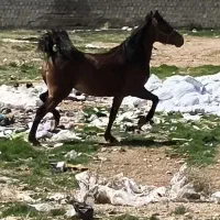 مادیان و نریان کورد اصیل کورد(حراج)|اسب و تجهیزات اسبسواری|سقز, |دیوار