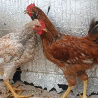 مرغ و خروس