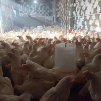 مرغ تخم گذار جوان